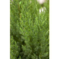 Juniperus chinensis Stricta 3xv mB 80- 100 cm kräftig
