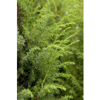 Juniperus communis kräftig 4xv mDb 175- 200 cm...