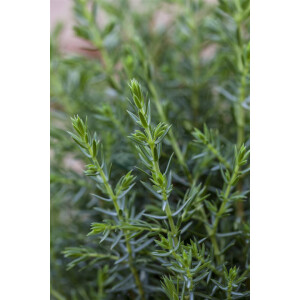 Juniperus communis Arnold 30- 40 cm