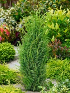 Juniperus communis Arnold 30- 40 cm