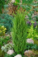 Juniperus communis Arnold 30- 40 cm