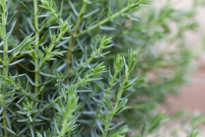 Juniperus communis Arnold C2 40-50