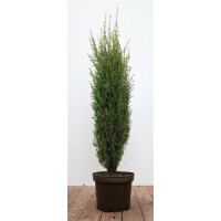 Juniperus communis Arnold 60- 80 cm