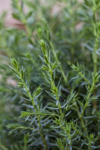 Juniperus communis Arnold 80- 100 cm