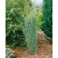 Juniperus communis Excelsa 80- 100 cm