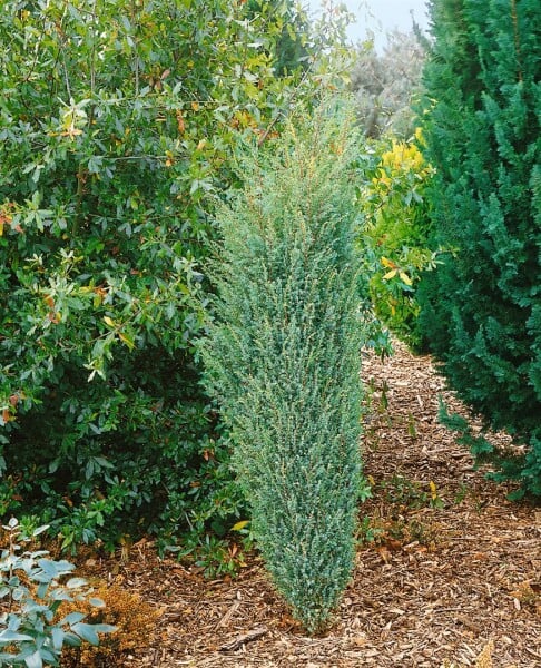 Juniperus communis Excelsa 40- 60 cm