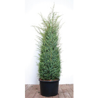 Juniperus communis Excelsa 100- 125 cm