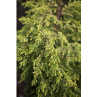 Juniperus communis Gold Cone mB 40- 60 cm