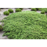 Juniperus communis Green Carpet Sta mB Sth120