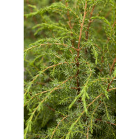 Juniperus communis Hibernica 3xv 125- 150 cm cm kräftig