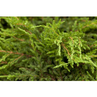 Juniperus communis Repanda mehrjährig Stammhöhe...