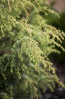 Juniperus communis Schneverdngr.Goldmachangel 40- 60 cm