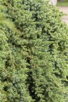 Juniperus conferta Blue Pacific 25- 30 cm