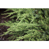 Juniperus conferta Schlager 20- 30 cm