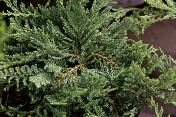 Juniperus horizontalis Blue Chip 30- 40 cm