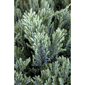 Juniperus horizontalis Blue Chip 30- 40 cm