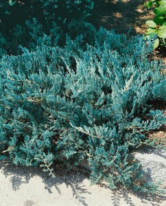 Juniperus horizontalis Blue Chip 30- 40 cm