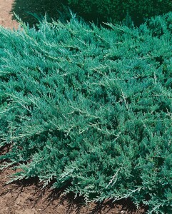 Juniperus horizontalis Blue Chip 30- 40 cm