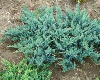 Juniperus horizontalis Blue Chip 30- 40 cm