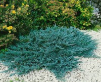 Juniperus horizontalis Blue Chip 30- 40 cm