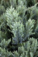 Juniperus horizontalis Blue Chip 30- 40 cm