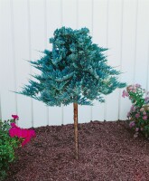 Juniperus horizontalis Blue Chip 30- 40 cm