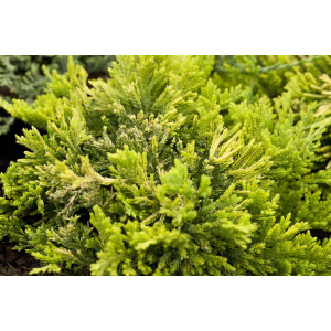Juniperus horizontalis Golden Carpet 20- 25 cm