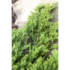 Juniperus horizontalis Golden Carpet 20- 25 cm
