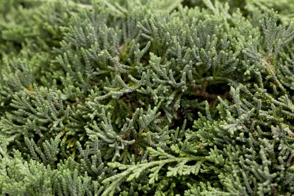 Juniperus horizontalis Icee Blue 20- 25 cm