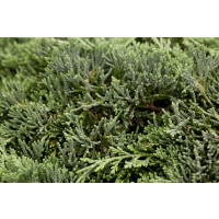 Juniperus horizontalis Icee Blue 20- 25 cm