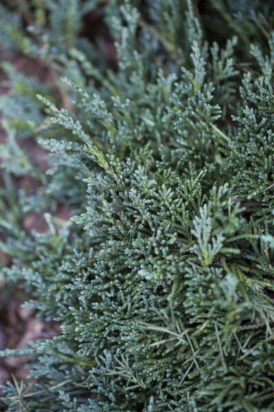 Juniperus horizontalis Wiltonii 9 cm Topf - Höhe variiert