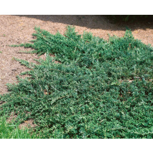 Juniperus horizontalis Wiltonii 9 cm Topf - Höhe...