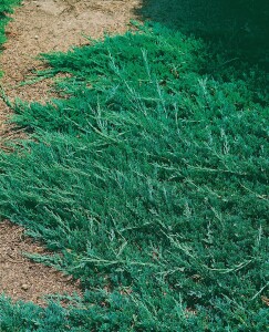 Juniperus horizontalis Wiltonii 9 cm Topf - Höhe variiert