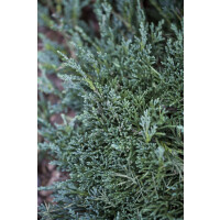 Juniperus horizontalis Wiltonii 9 cm Topf - Höhe...