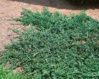 Juniperus horizontalis Wiltonii 9 cm Topf - Höhe variiert