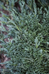 Juniperus horizontalis Wiltonii 30- 40 cm