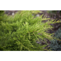 Juniperus media Gold Coast 30- 40 cm
