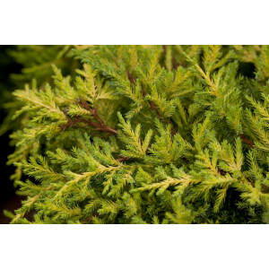 Juniperus media Goldkissen 25- 30 cm