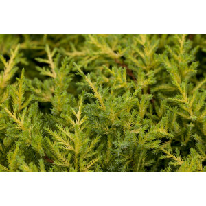 Juniperus media Goldkissen 25- 30 cm