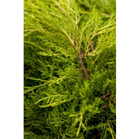Juniperus media Old Gold 3xv mB 50- 60 cm