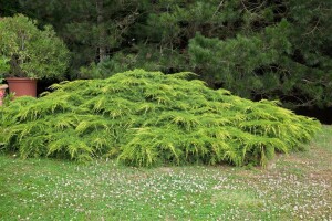 Juniperus media Pfitzeriana Aurea 30- 40 cm