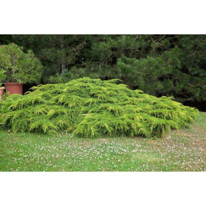 Juniperus media Pfitzeriana Aurea C 40-50
