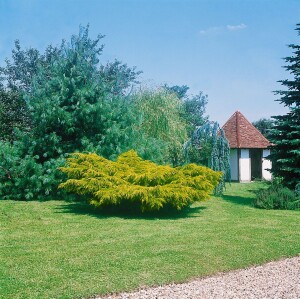 Juniperus media Pfitzeriana Aurea 60- 80 cm