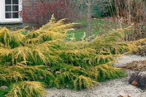 Juniperus media Pfitzeriana Aurea 60- 80 cm