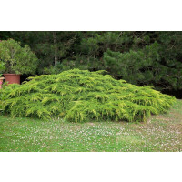 Juniperus media Pfitzeriana Aurea 3xv mB breit 50-60