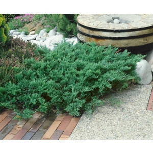 Juniperus sabina Tamariscifolia 20- 30 cm