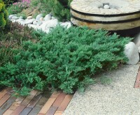 Juniperus sabina Tamariscifolia 20- 30 cm