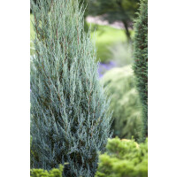 Juniperus scopulorum Blue Arrow 9 cm Topf - Höhe...