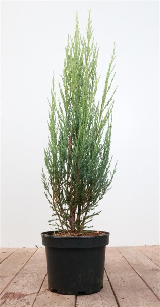 Juniperus scopulorum Blue Arrow 40-60