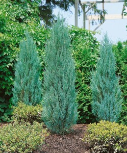 Juniperus scopulorum Blue Arrow 40-60